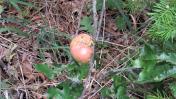Fresh oak apple gall