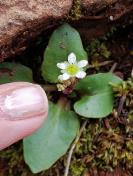 Howell's saxifrage_ Micranthes howellii