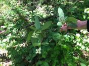 Indian Plum or Osoberry (Oemleria cerasiforma)