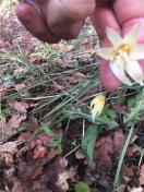 Oregon fawn lilly_Erythronium oregonum