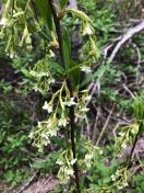 Ossoberry or Indian Plum_Oemleria cerasiformis