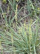 Serpentine rush-lilly_Hastingsia serpentinicola (1)
