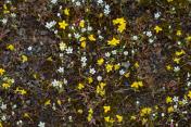 Spring draba, Goldfields, Cowbag clover