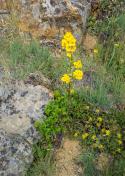 Western wallflower_Sulfur-flower buckwheat