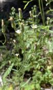 White hawkweed_Hieracium albiflorum