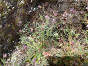 Whitetop Clover_Trifollium variegatum