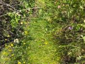 Wholeleaf saxifrage_Saxigrage integrifolia