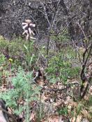 Woodland rockcress (Boechera pinetorum)