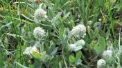 Wooley headed clover_trifolium eriocephalum