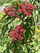 Red elderberry_Sambucus racemosa