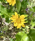 Arrowleaf balsamroot_Balsamorhiza sagittata (1)