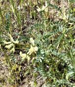 Milkvetch_Astragalus accidens