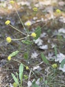 Barestem lomatium_Lomatium nudicale