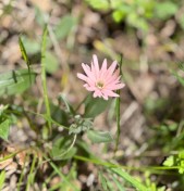 Indian pink_Silene hookerii