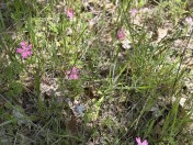 Indian pinks_Silene hookerii