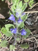 Mystery Flower