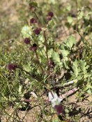 Purple sanicle_Sanicle bipinnatifida