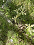 Yellowleaf iris_Iris chrysolphilla