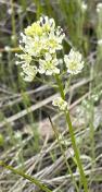 16. Meadow or Smallflower deathcamas_Toxicocordion venenosum