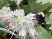 27 Yellow-faced bumble-bee on Waterleaf Phacellea