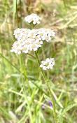 Common yarrow_Archillea millefolium