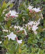Western azelea_Rhododendron occidentale