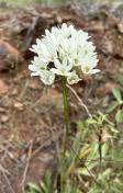 White brodiae, triteleia or hyacinth_Triteleia hyacinthina