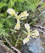 Yellowleaf iris_Iris chrysophylla 