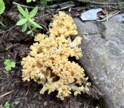 IMG_9091 yellow coral mushroom