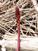 IMG_9120 Western coral-root_Corallorrhiza mertensiana
