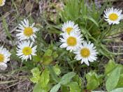 IMG_9130 Eaton fleabane_Erigeron eatonii