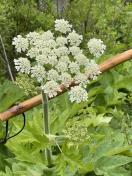 IMG_9192 Queen Anne's lace_Daucus carota