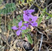 Diamond clarkia_Clarkia rhomboidea