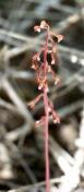 Spotted coral-root_Corallorrhiza maculata
