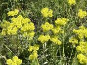 Sulphur-flower buckwheat_Eriogonum umbellatum