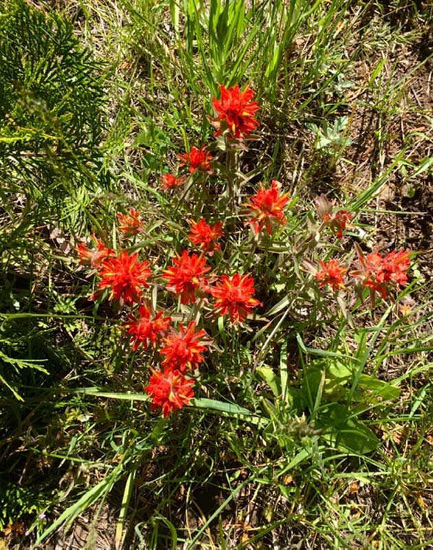 n_Frosty_(Indian)_paintbrush.jpg