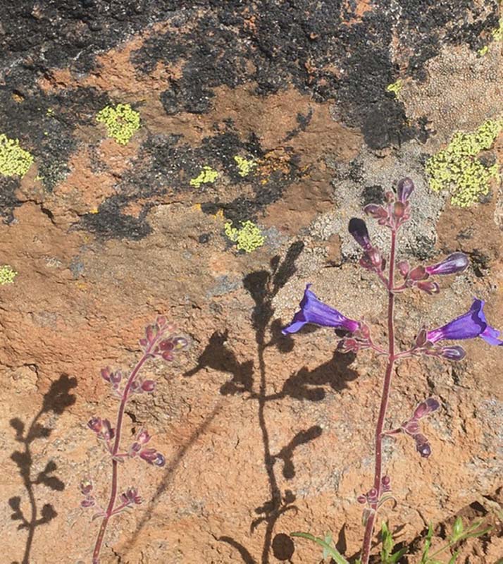 n_Roezls_penstemon.jpg