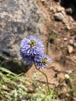 Blue-headed_gila.jpg