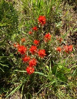 Frosty_(Indian)_paintbrush.jpg