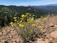 Oregon_sunshine.jpg