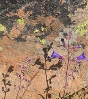 Roezls_penstemon.jpg