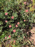 Sulfur-flower_buckwheat.jpg