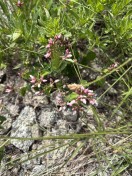 Spreading dogbane_Apocynum androsaemifolium