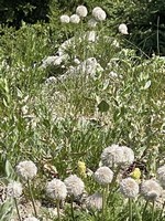 IMG_3366.jpg