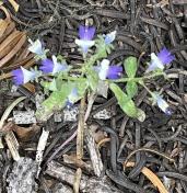 Maiden blue-eyed Mary_Collinsia parviflora