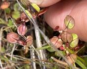 Shining peperweed upclose_Lepidium nitidum