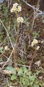 Wholeleaf saxifrage_Saxifrage integrefolia