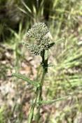 Common yarrow in bud _Achillea millefolium
