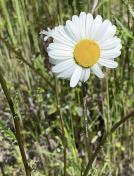 Oxeye daisy_Leucanthemum vulgare