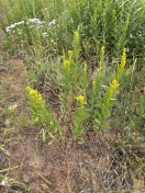 Bog goldenrod_.Soidago uliginosejpg